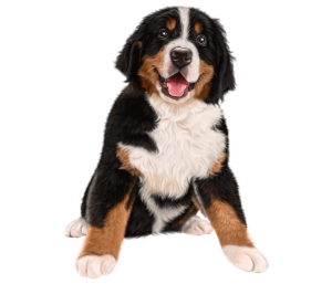 a bernese puppy